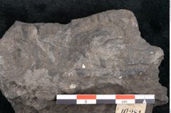 Foto (Detailansicht) von Sphenopteris clentiana Ettingshausen (NHMW-GEO-2024-0188-10281)